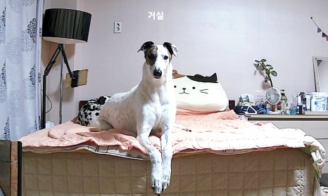 행복한 샘 이미지