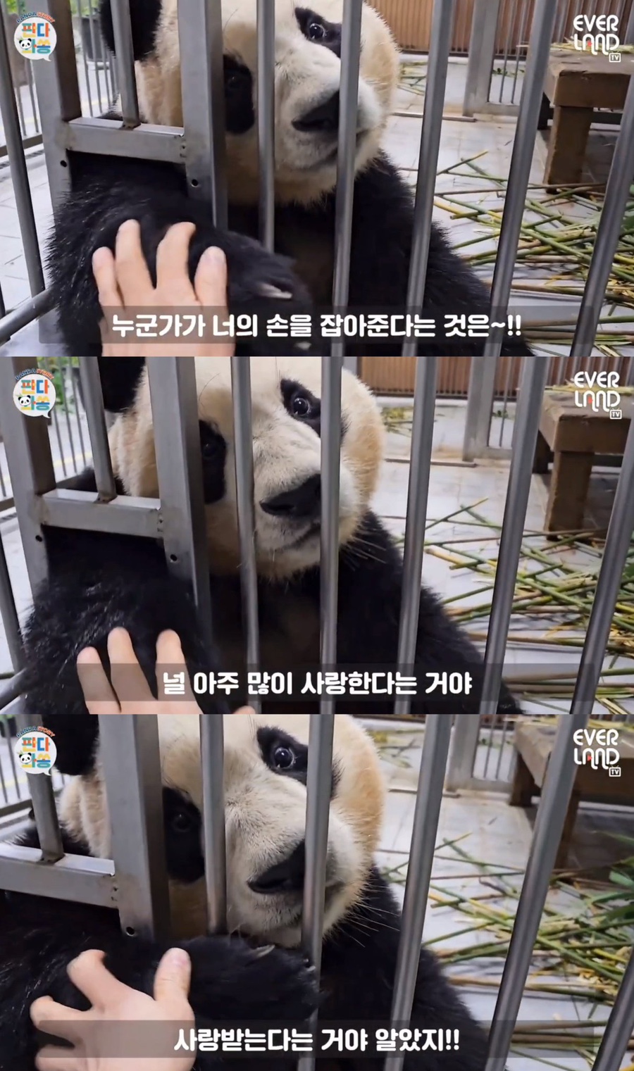 판다탕후루 이미지