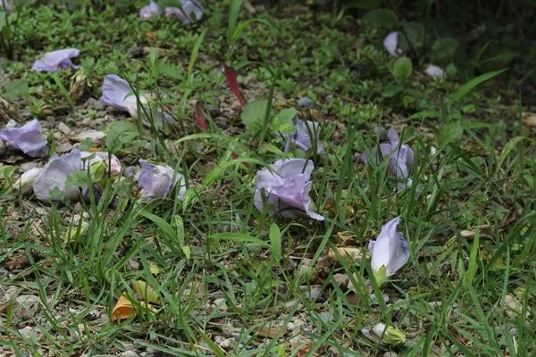 삼부산림 이미지