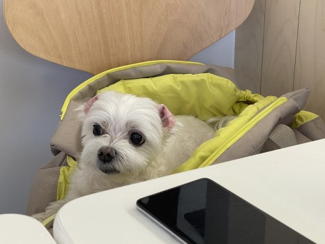 타코야끼한상 이미지