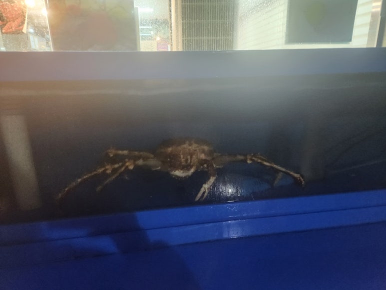 세종킹크랩 이미지