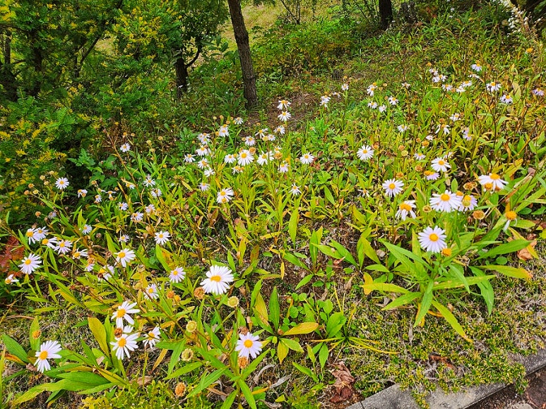 단양숲속의정원펜션 이미지