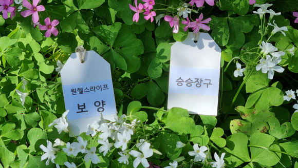 계성플랜 이미지