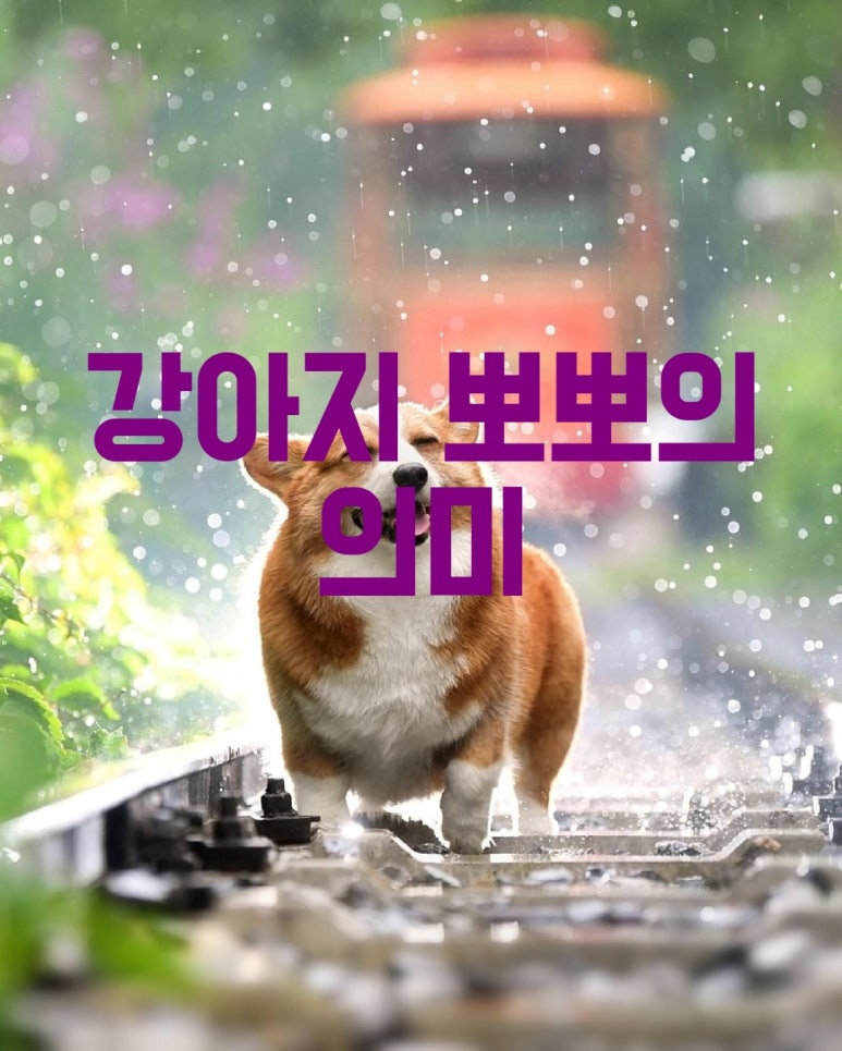 강아지 뽀뽀의 의미