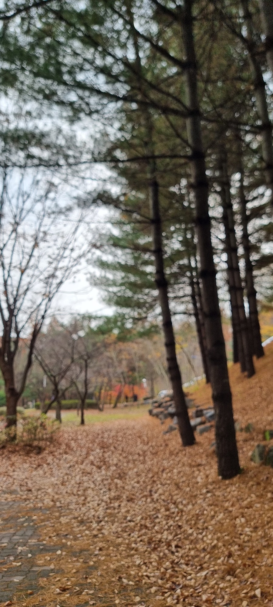 이보영의영어미술피아노발레학원 이미지