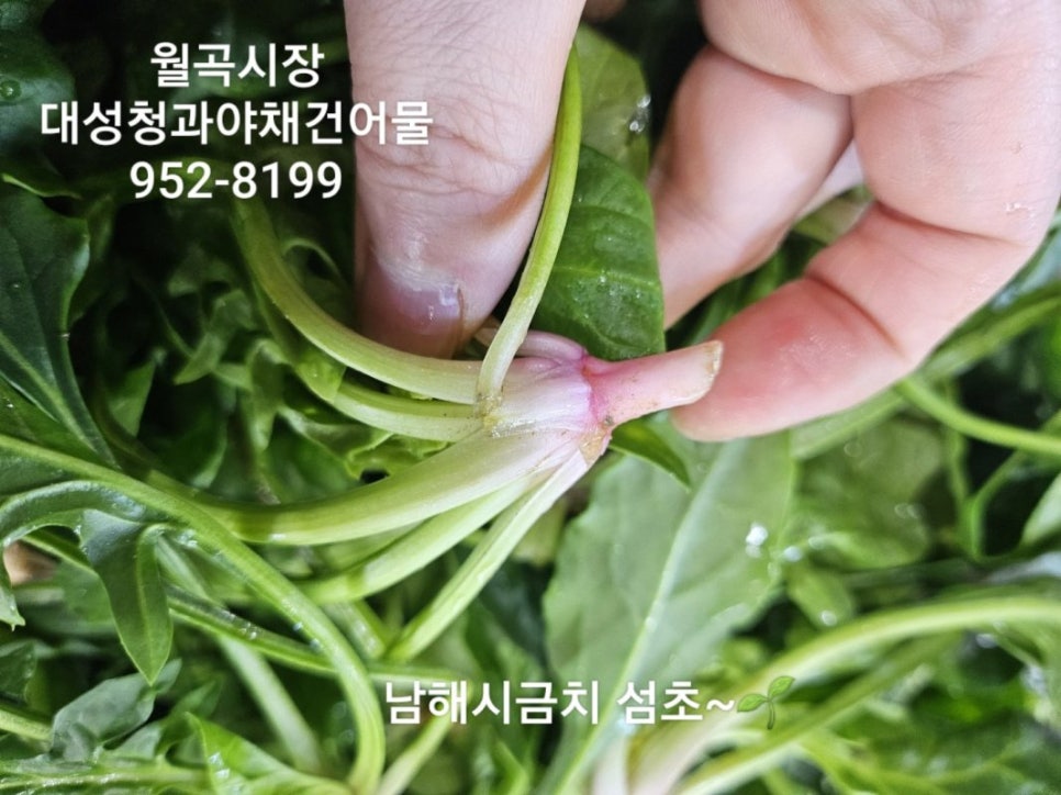 신선청과야채 이미지