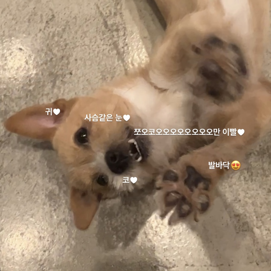현대정육유통 이미지