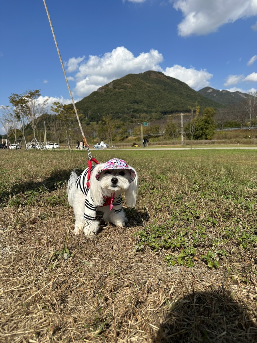 황산애견 이미지