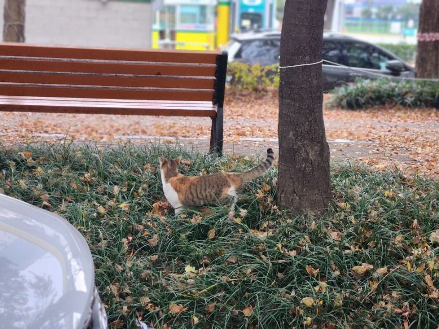 네일츄르 이미지
