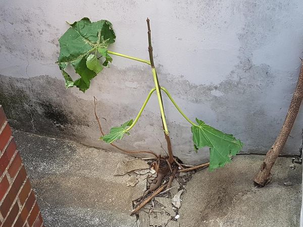 오동유리 이미지