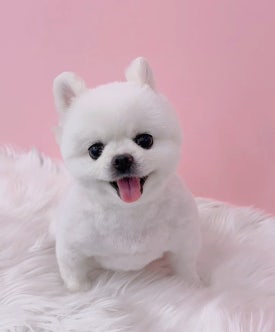 라라몽 이미지