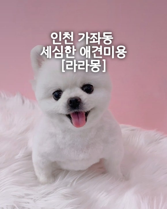 라라몽 이미지