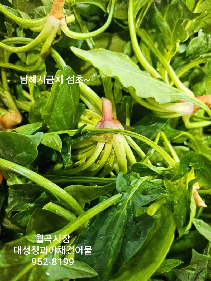 신선청과야채 이미지