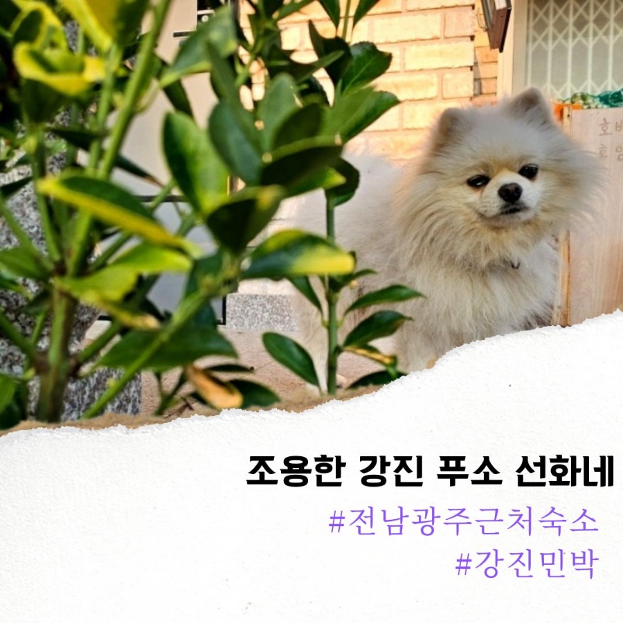선화네푸소 이미지