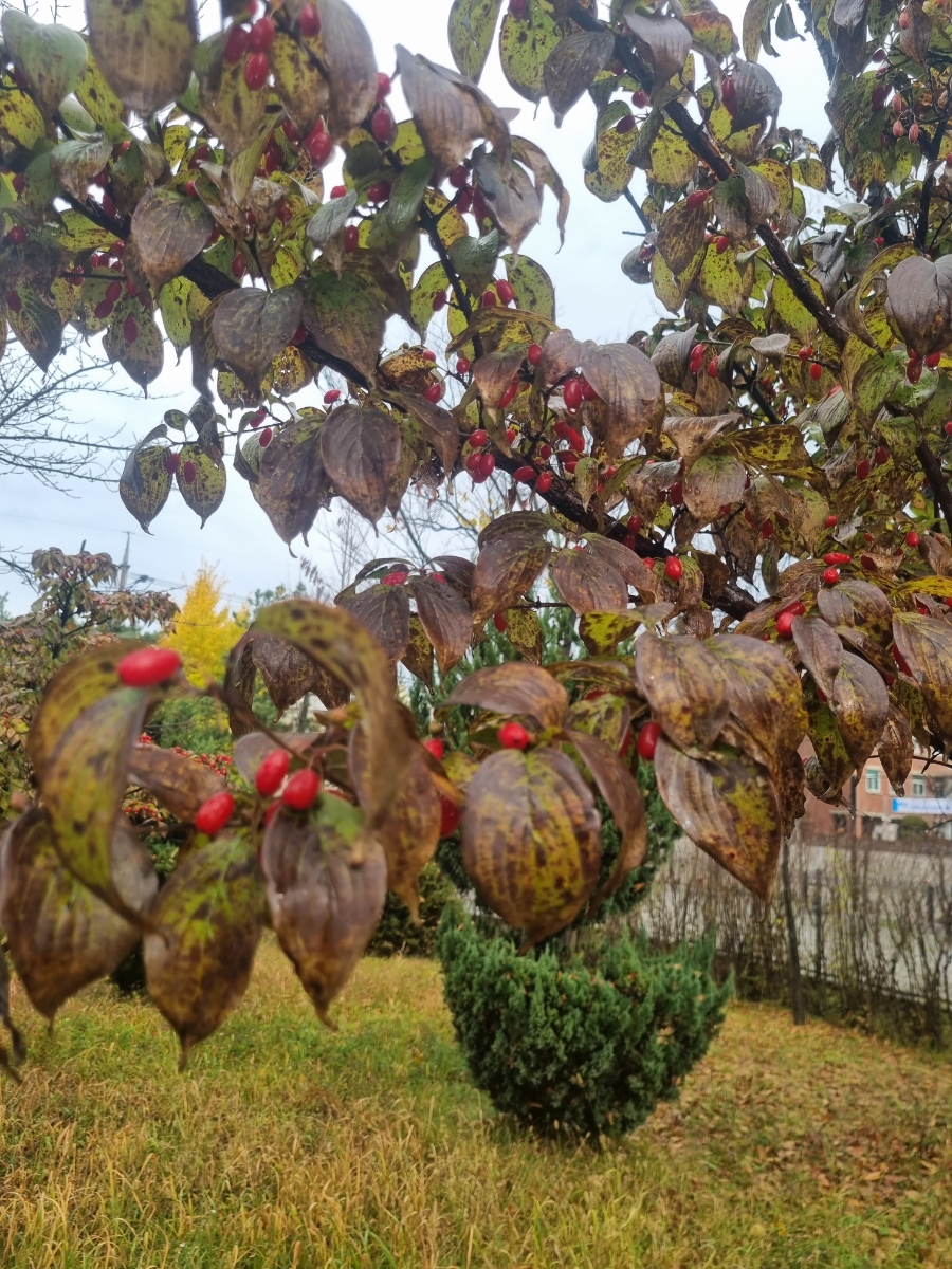 부산영천손한의원 이미지