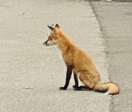 까망여우 이미지