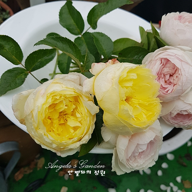 한주인터네셔널 이미지