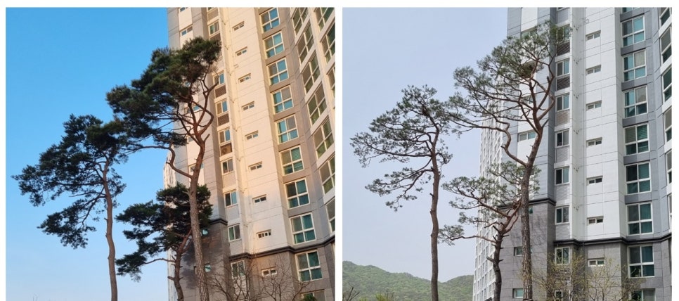 큰솔조경나무병원 이미지