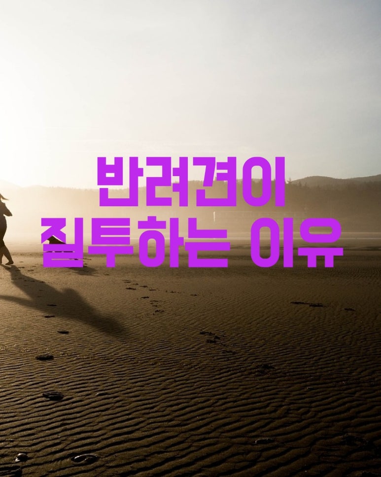 반려견이 질투하는 이유