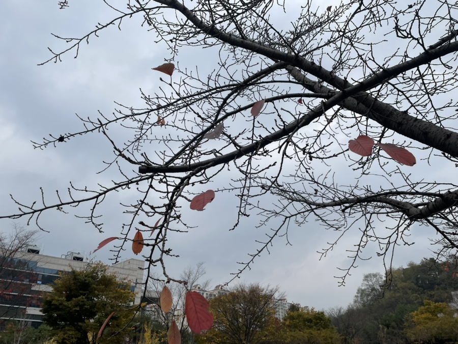 북부주단 이미지