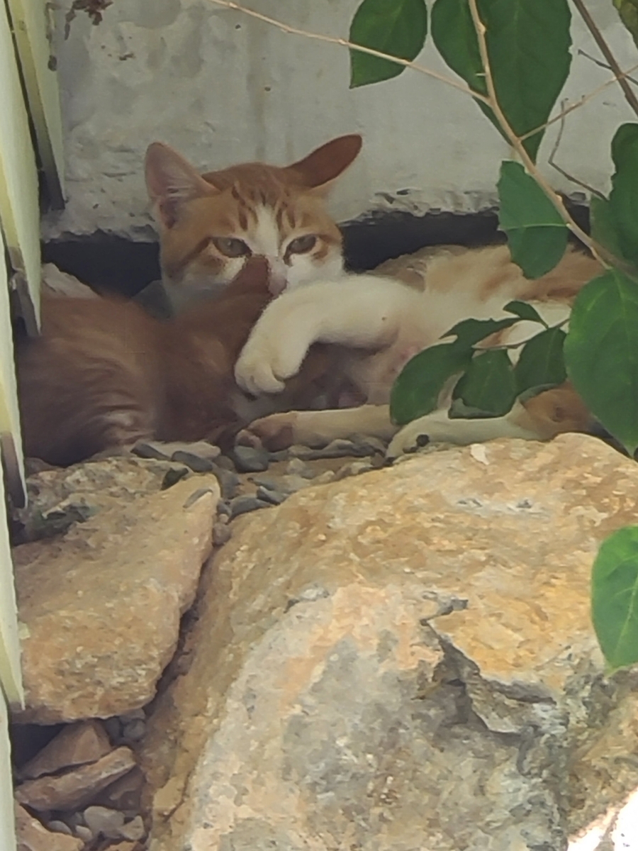 예이소피 이미지