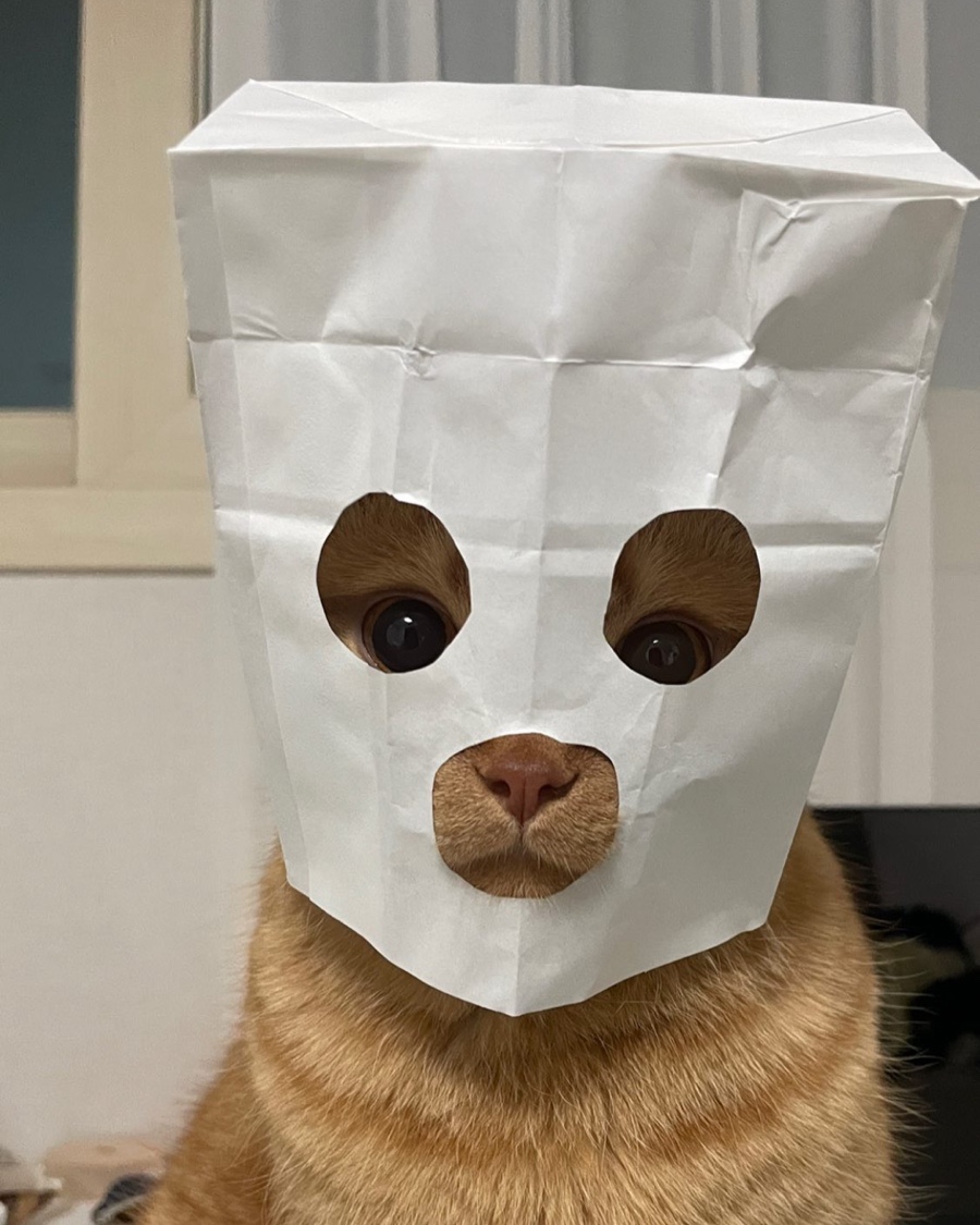 청기와돈카츠 이미지