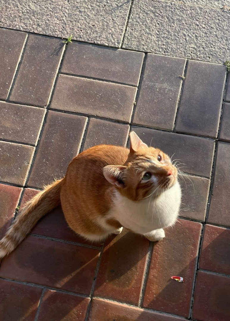 네일츄르 이미지