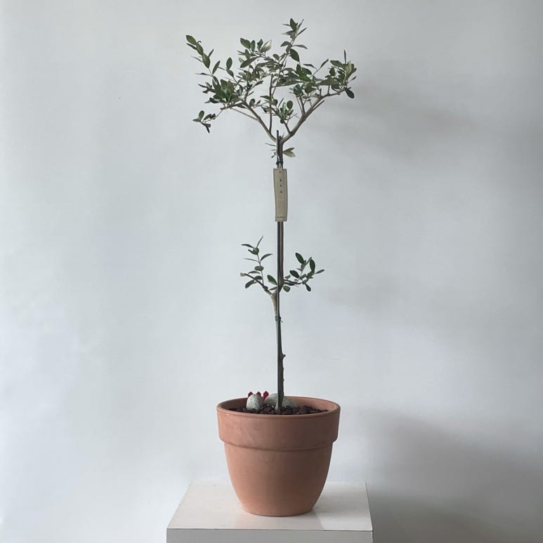 꽃바람화원 이미지