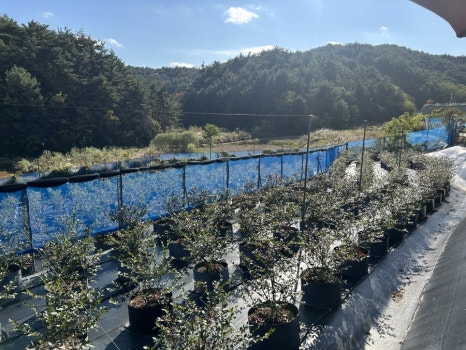 왕피천블루베리농원;까페 이미지