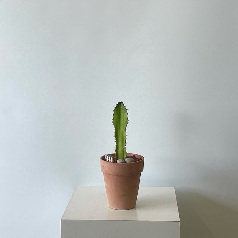 꽃바람화원 이미지