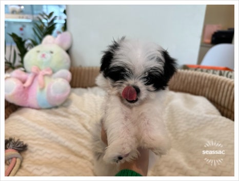 디몽 이미지