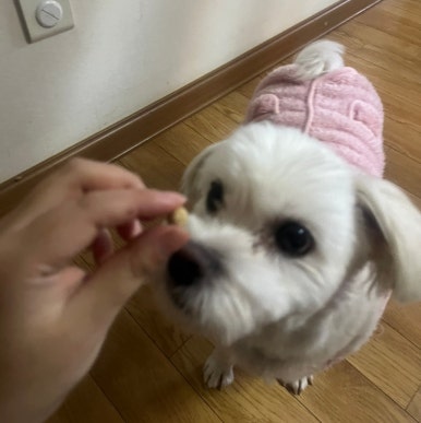 길쭉납짝 이미지