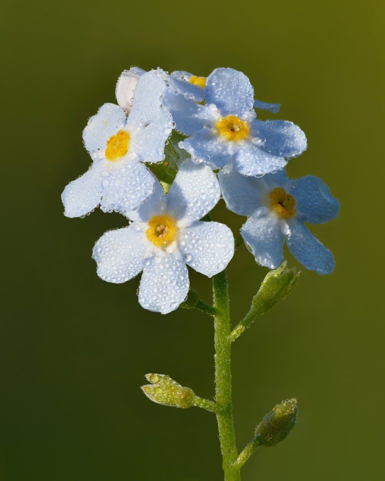 물망초forgetmenot 이미지