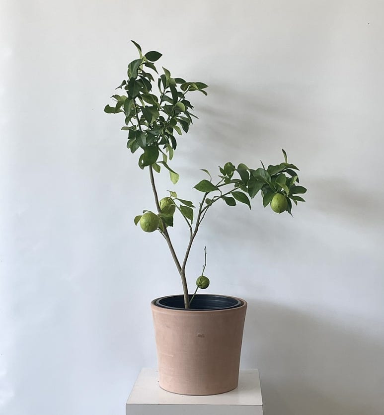 꽃바람화원 이미지
