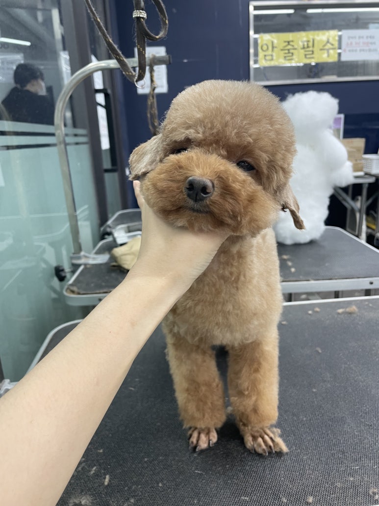 중앙애견미용학원 이미지
