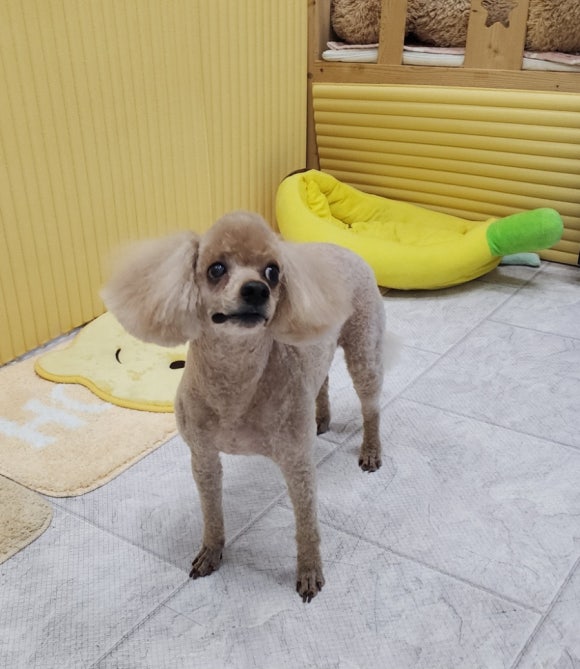 스리언니 이미지