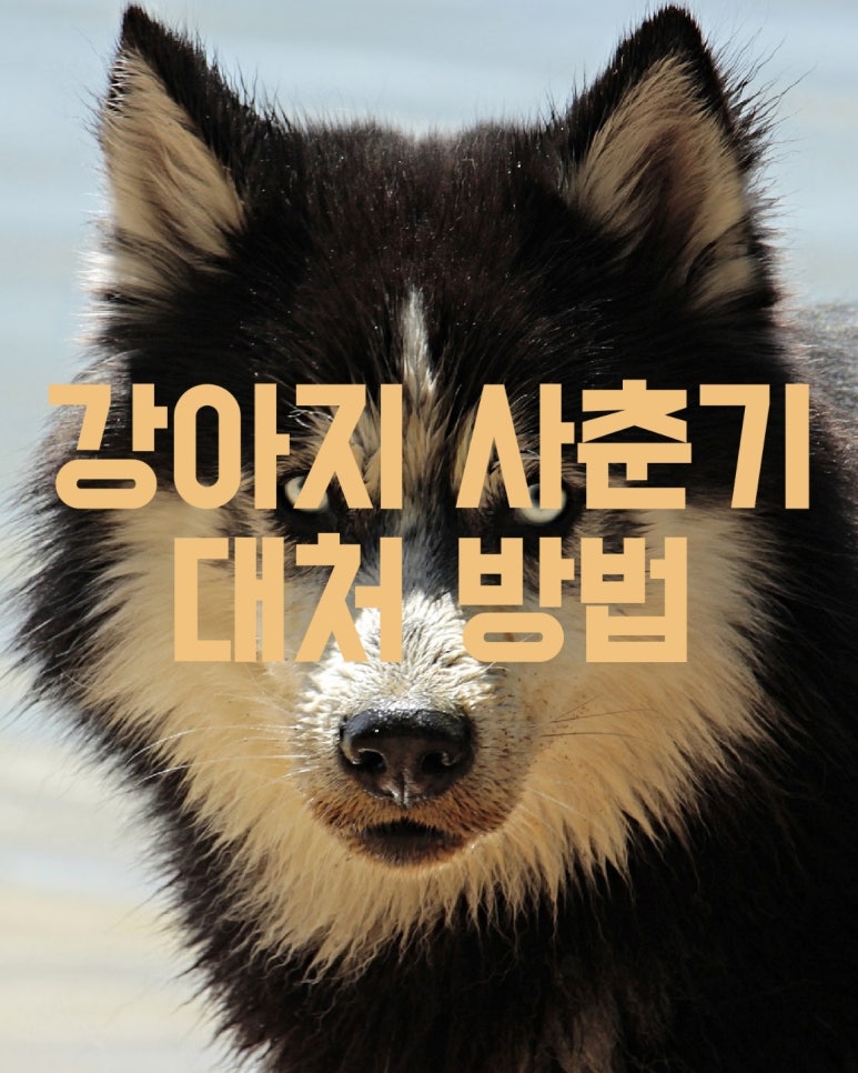 강아지 사춘기 대처 방법