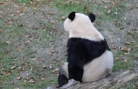 난다판다 이미지