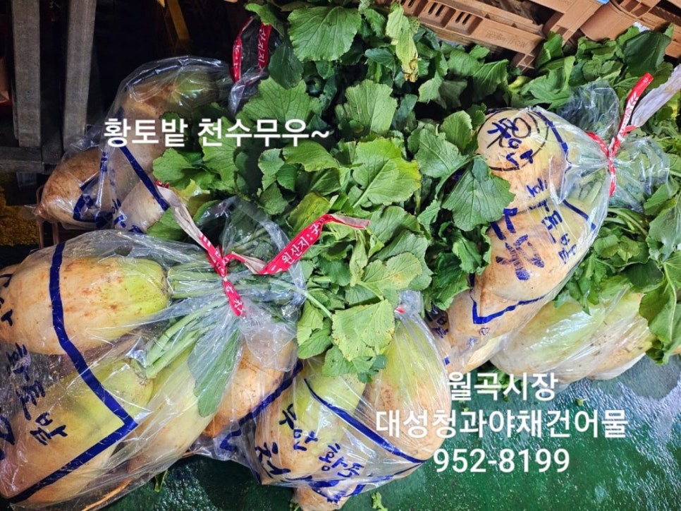 신선청과야채 이미지