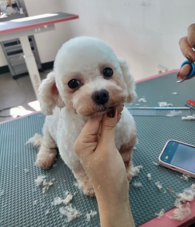 샵초도 이미지