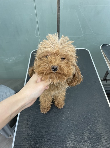 중앙애견미용학원 이미지