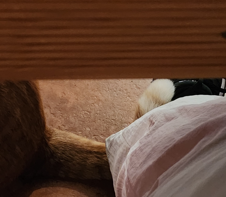낭만고냥이 이미지