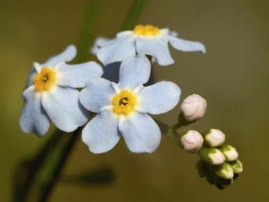 물망초forgetmenot 이미지