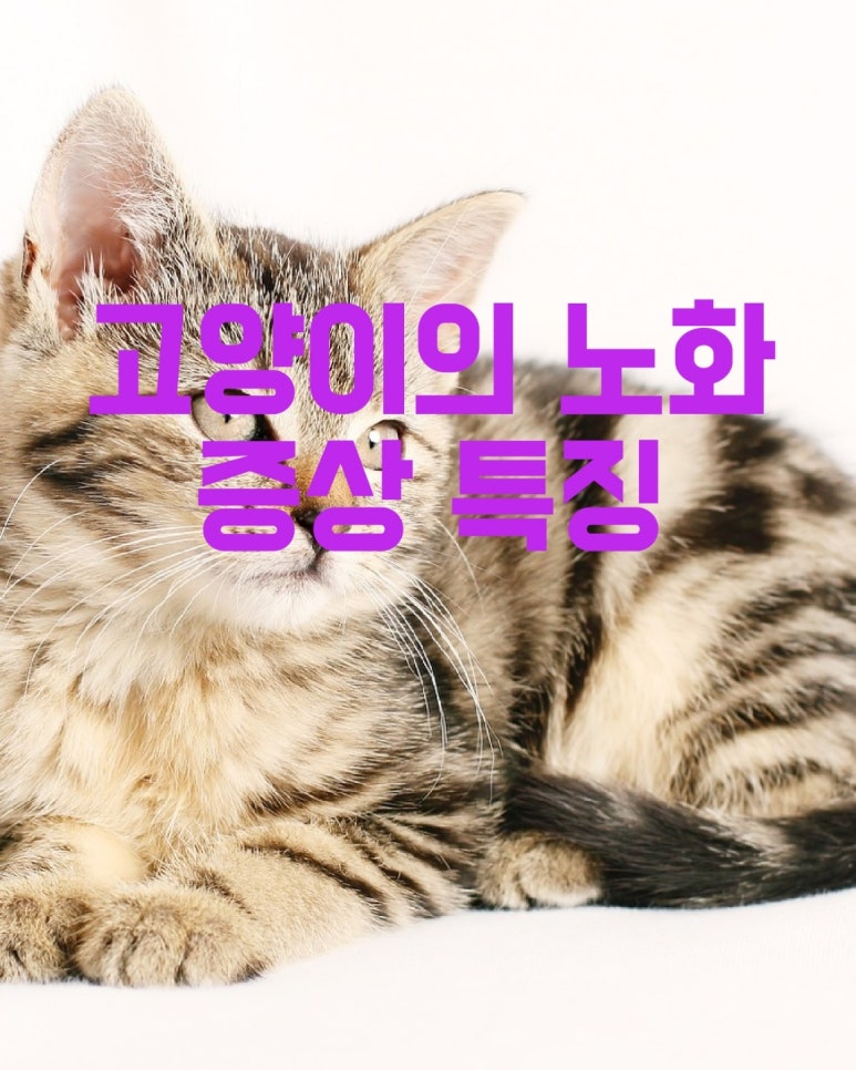 고양이의 노화 증상 특징