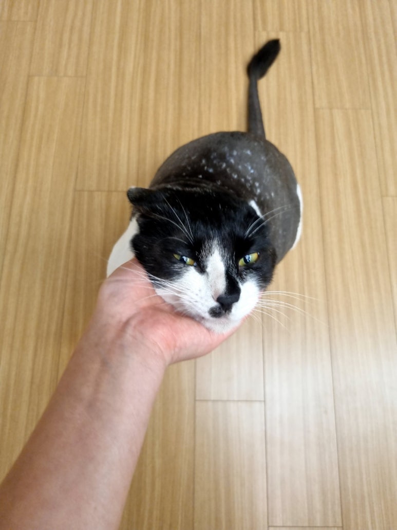 카밍캣 고양이미용 이미지