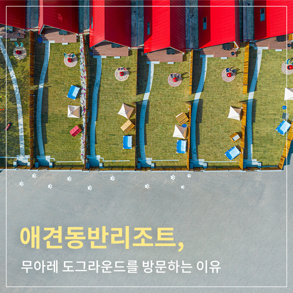 도그라운드 이미지