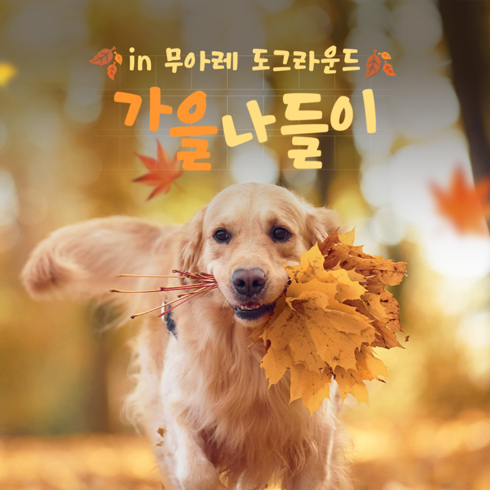 도그라운드 이미지