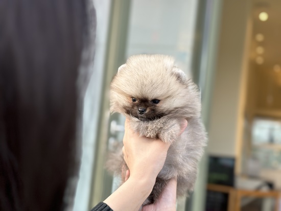 디몽 이미지