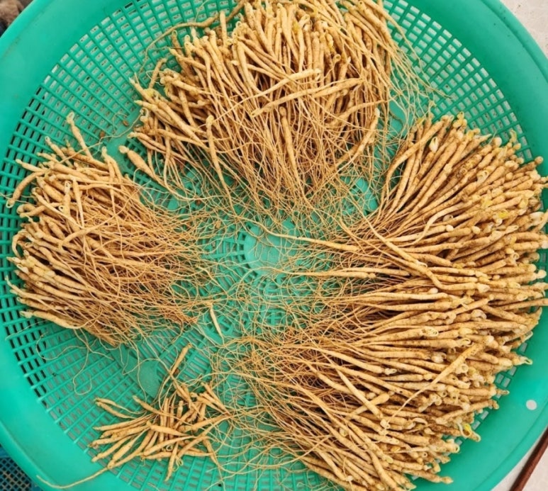 삼바라기농장 이미지