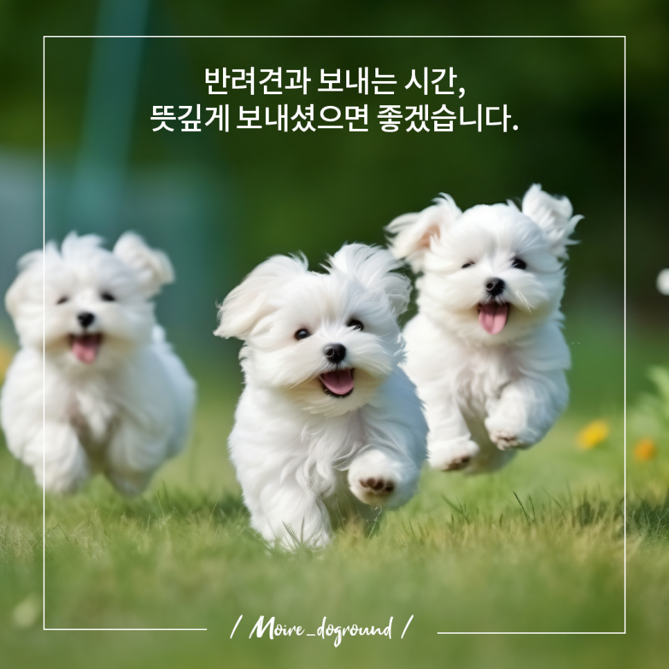 도그라운드 이미지